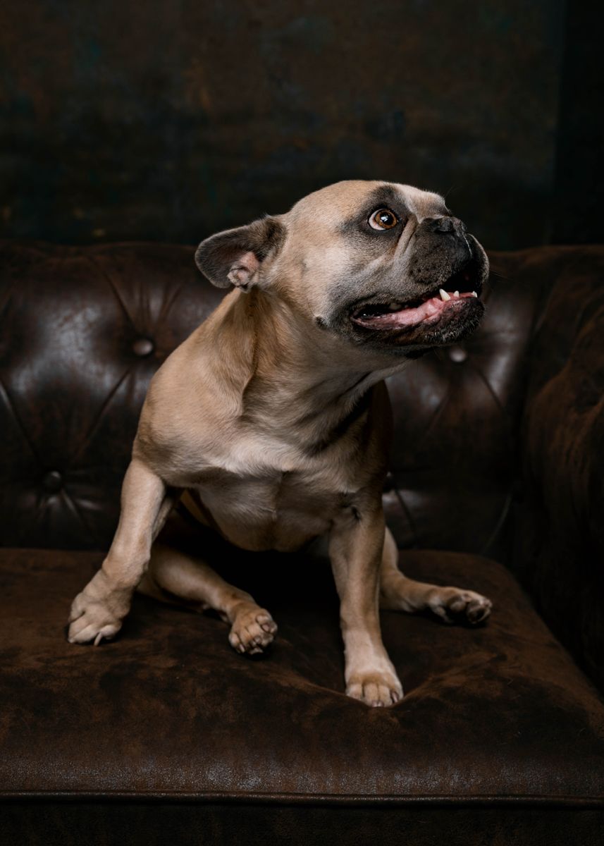 Tyler’s fawn French bulldog looking off to the side