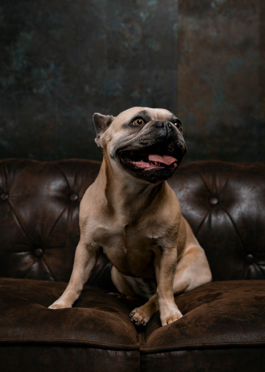 Tyler’s fawn French bulldog sitting on a leather sofa