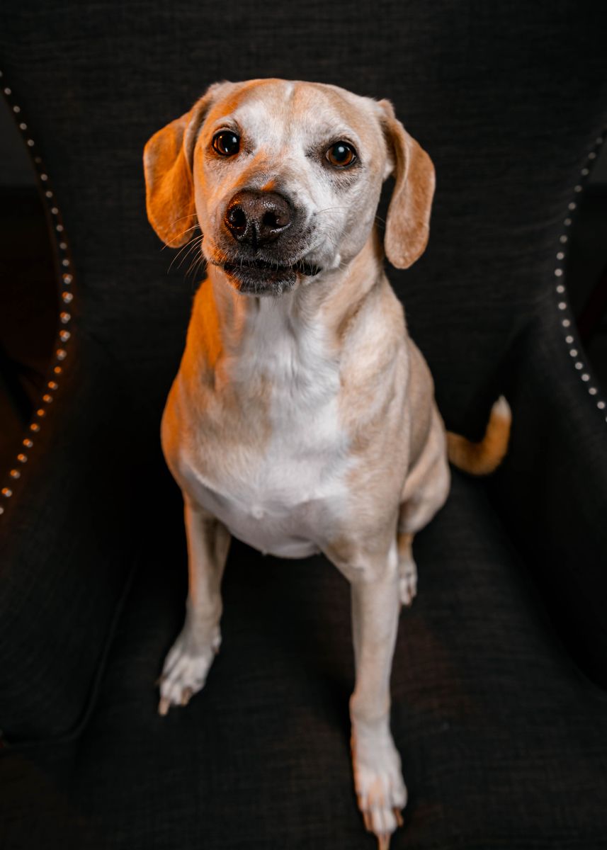 Tyler’s Lab mix sitting on a chair, looking at the camera
