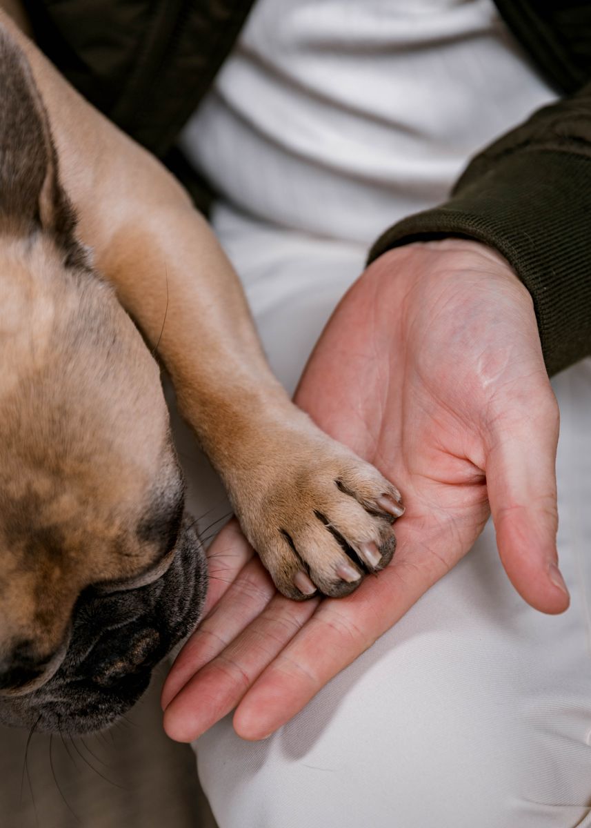 A dog’s paw resting in Tyler’s open hand