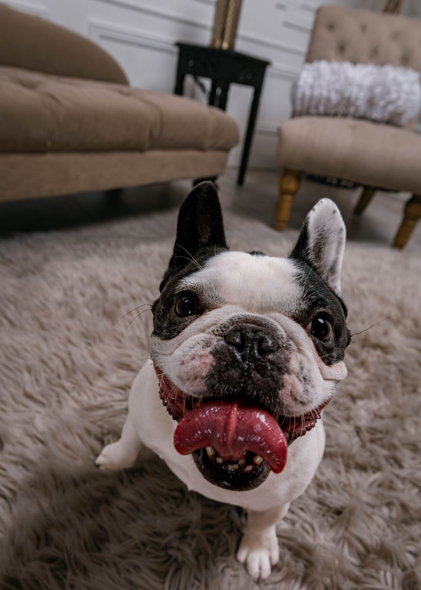 Tyler’s pied French bulldog with its tongue out