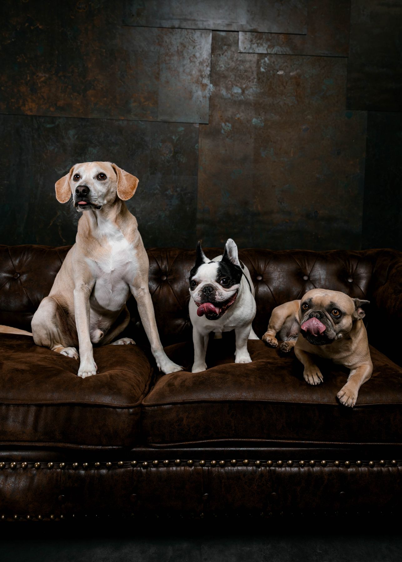 Tyler’s three dogs on a leather sofa