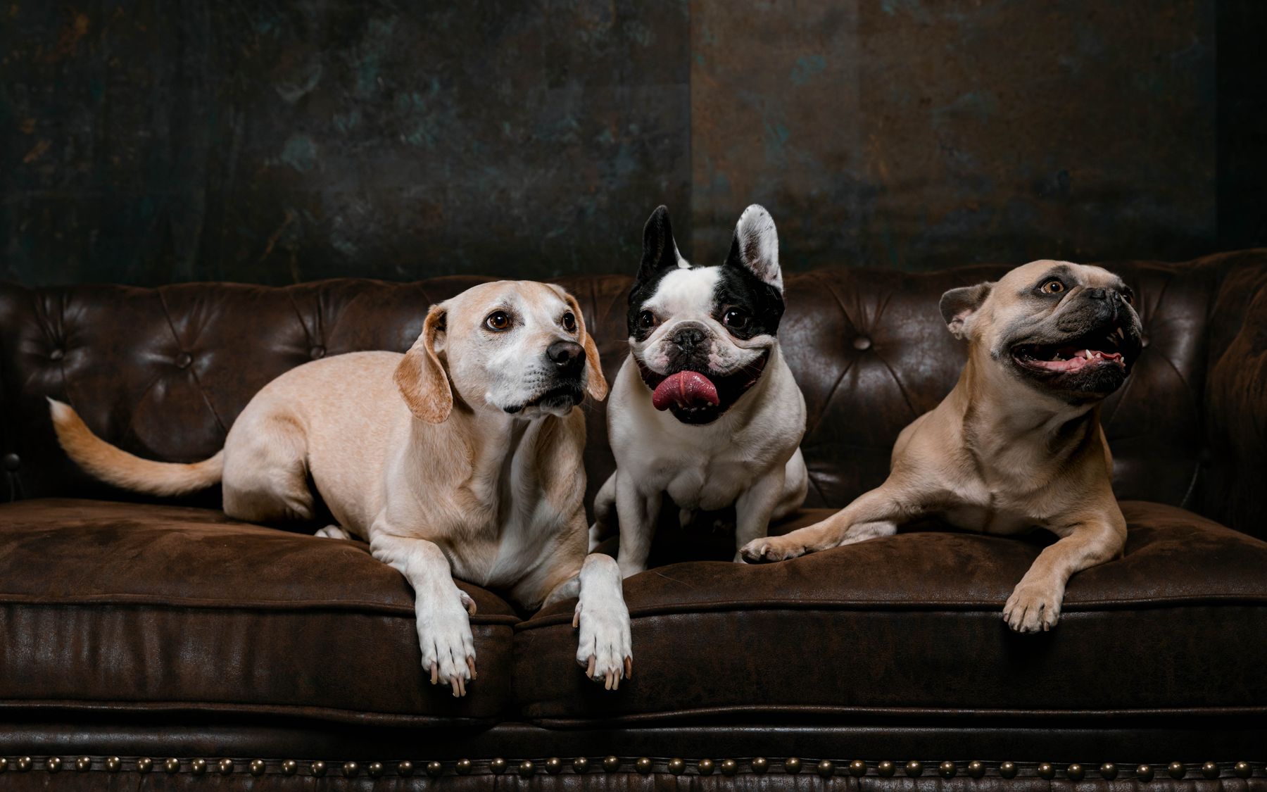 Three dogs lying on a leather sofa