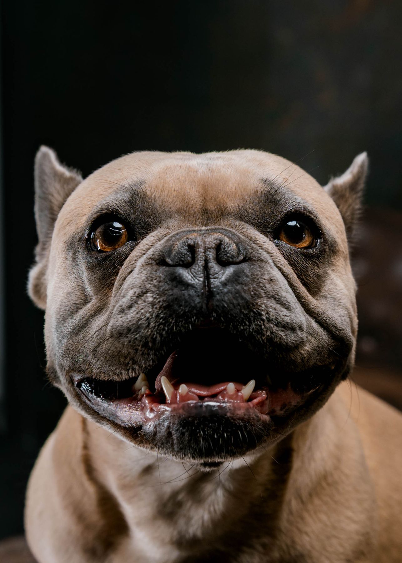 A fawn French bulldog looking at the camera