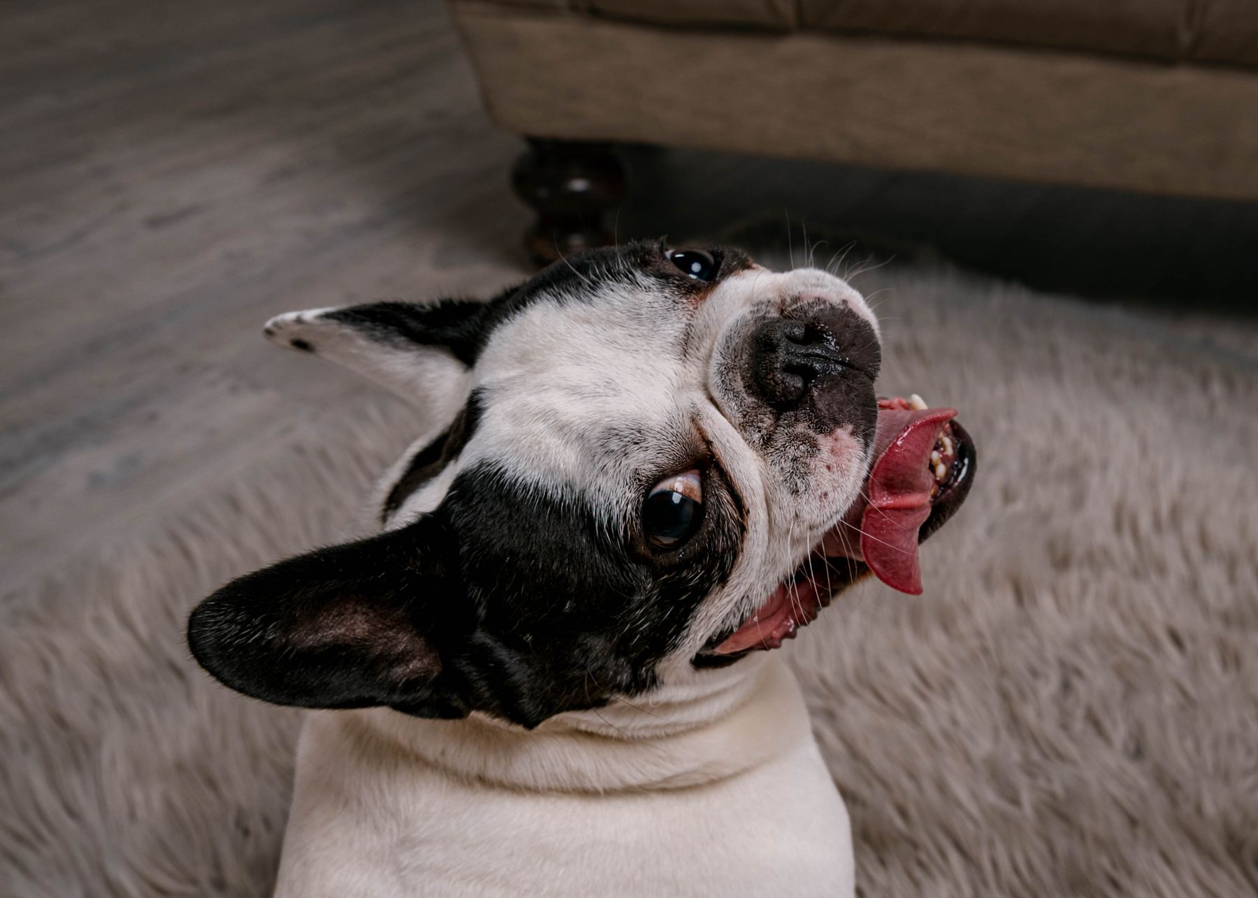 A French bulldog tilting its head