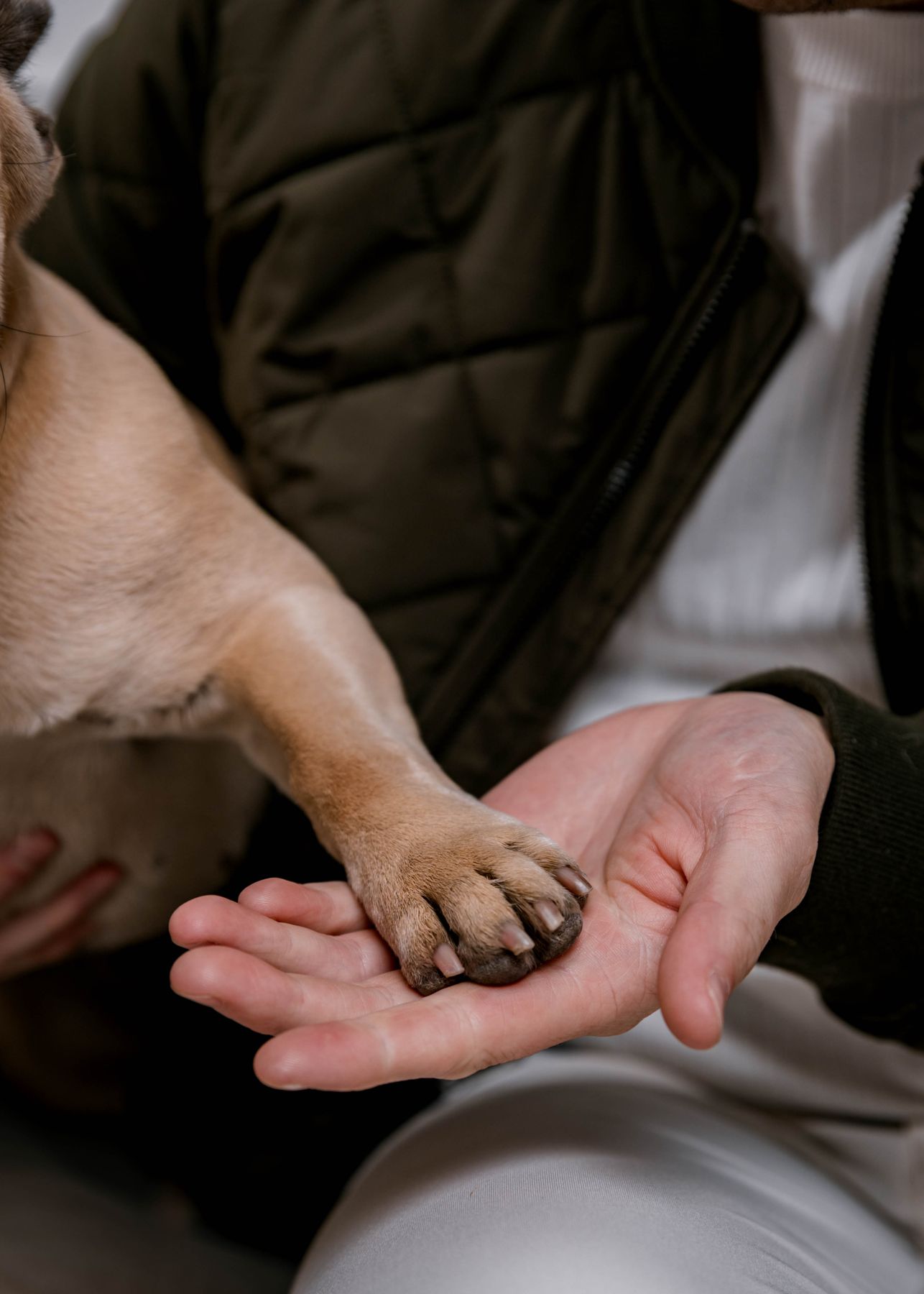A dog&rsquo;s paw resting in Tyler&rsquo;s hand