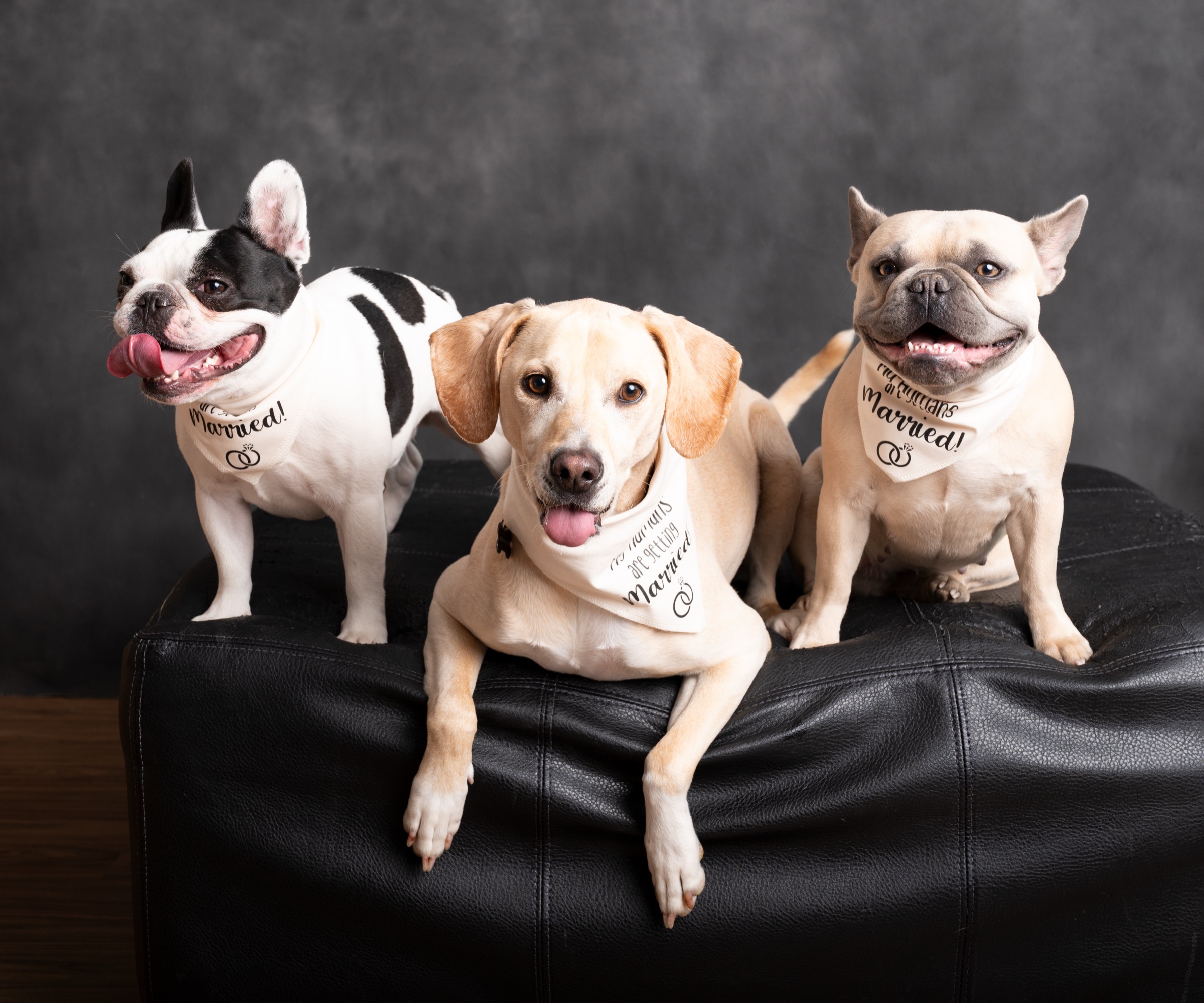 Tyler’s three dogs