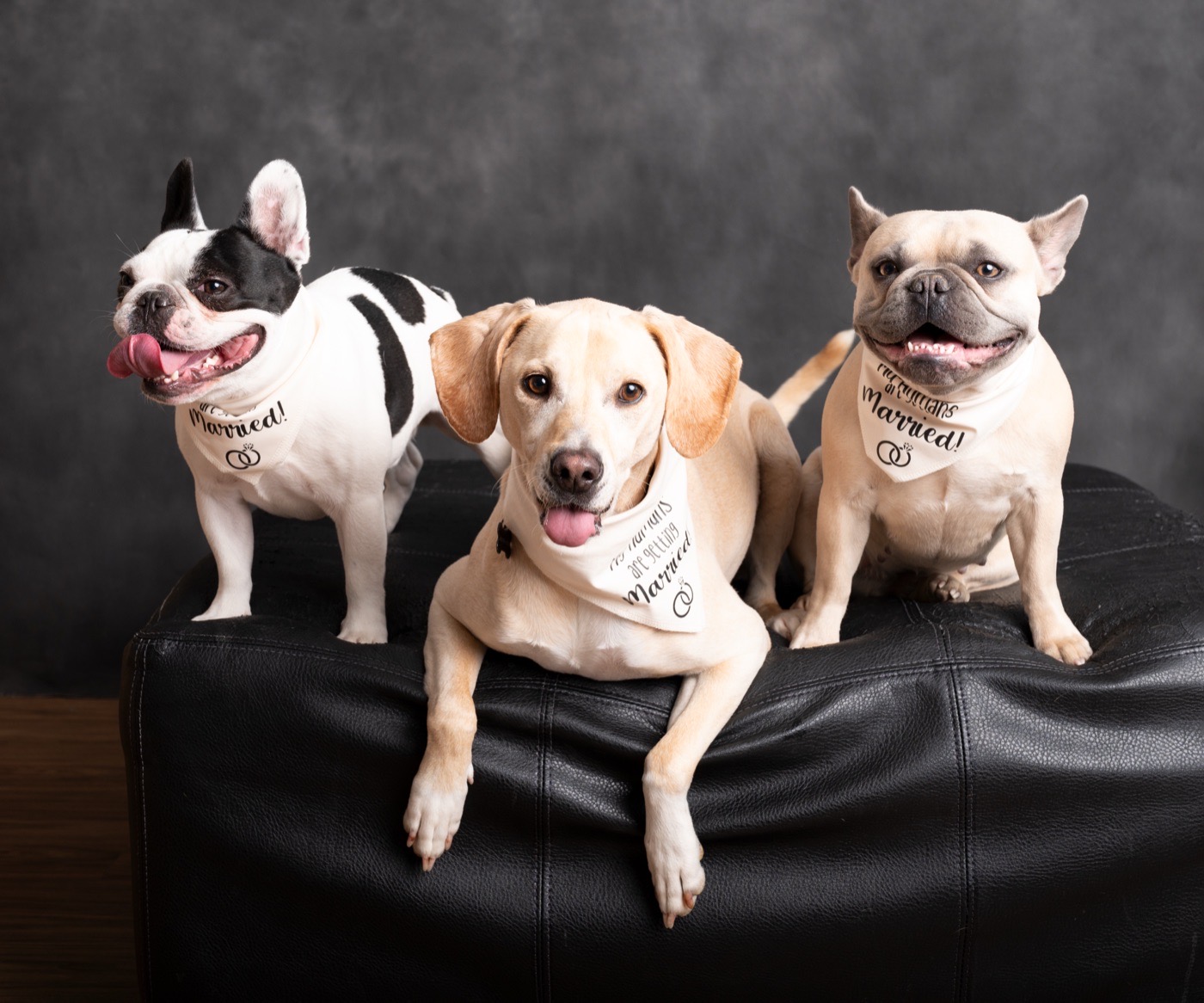 Tyler&rsquo;s three dogs in bandanas